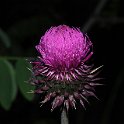 010 cardo fiorito.JPG